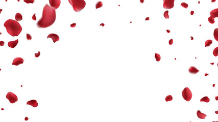 Falling Rose petals Vector illustration. Red rose petals on fake transparent background