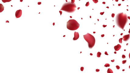 Falling Rose petals Vector illustration. Red rose petals on fake transparent background