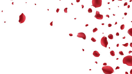 Falling Rose petals Vector illustration. Red rose petals on fake transparent background