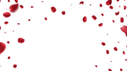 Falling Rose petals Vector illustration. Red rose petals on fake transparent background