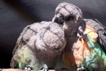 The red-bellied parrot is a small African parrot It is a mostly greenish and grey parrot. © susan flashman