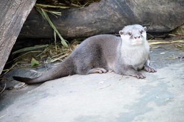 Obraz premium Asian small clawed otters are small, with short ears and noses, elongated bodies, long tails, and soft, dense fur.