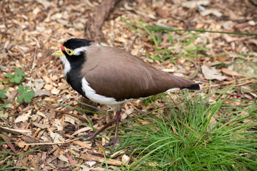 the lapwing has a black cap and broad white eye-stripe, with a yellow eye-ring and bill and a small red wattle over the bill.