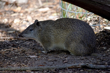 the Southern brown Bandicoots are about the size of a rabbit, and have a pointy snout, humped back, thin tail and large hind feet