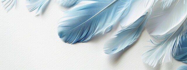 Naklejka premium Light blue feathers on white background. Template for banner background.