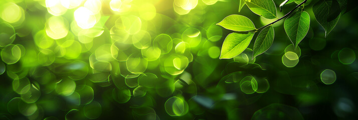Blurred natural green background with bokeh glare 
