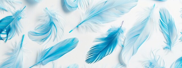 Fototapeta na wymiar Light blue feathers on white background. Template for banner background.