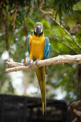 the Back and upper tail feathers of the blue and gold macaw are brilliant blue; the underside of the tail is olive yellow. 