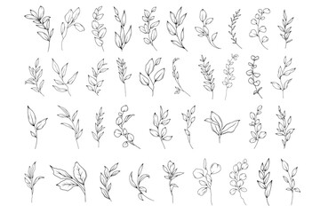 Botanical abstract line art illustration, hand drawn herbs and branches set, vector floral  hand drawn clipart - 757892204