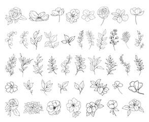 Botanical abstract line art illustration, hand drawn herbs, leaves, flowers and branches set, vector floral  hand drawn clipart - 757892284