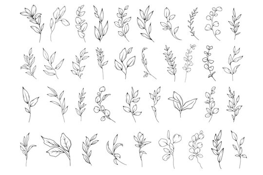 Botanical abstract line art illustration, hand drawn herbs and branches set, vector floral  hand drawn clipart