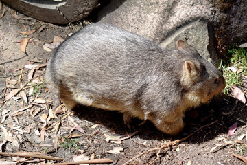 The Common Wombat has a large nose which is shiny black, much like that of a dog. The ears are relatively small, triangular, and slightly rounded.