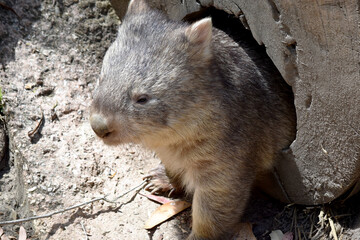 The Common Wombat has a large nose which is shiny black, much like that of a dog. The ears are relatively small, triangular, and slightly rounded.