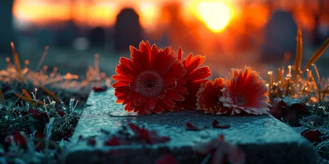 Fototapeten Vivid red gerbera flowers on a frosty surface as the sun sets in the background. © tashechka