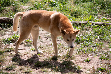 Dingos are a dog-like wolf. They have a long muzzle, erect ears and strong claws. They usually have a ginger coat and most have white markings on their feet, tail tip and chest.