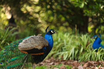 Fototapeta premium Male peacock in green grass. Beautiful photo with a peacock bird amazing color feathering.