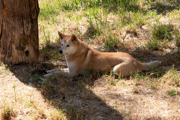 Dingos have a long muzzle, erect ears and strong claws. They usually have a ginger coat and most have white markings on their feet, tail tip and chest.