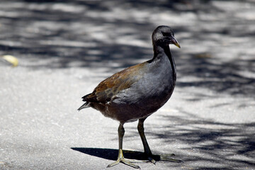 this is a young dusky moorhen before his beak changes color