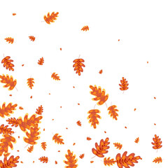 Gold Plant Background White Vector. Leaves Agriculture Texture. Green Oak. Outline Set. Golden Acorn Nature.