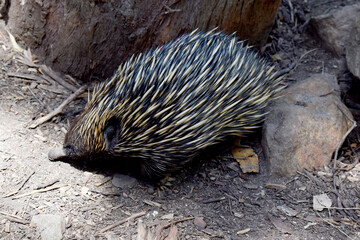 the short nosed has strong-clawed feet and spines on the upper part of a brownish body. The snout is narrow and the mouth is small, with a tongue that is long and sticky