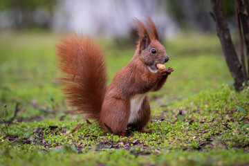 Naklejka na ściany i meble Nahaufnahme eines Eichhörnchens beim Essen einer Erdnuss