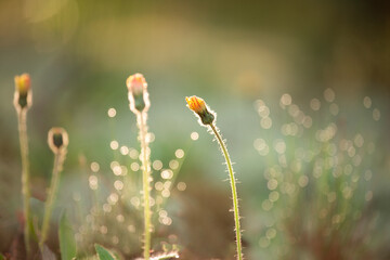 blossoming flowers in gentle sunlight and magical bokeh in the background. soft selective focus....