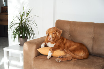 A Nova Scotia Duck Tolling Retriever dog lounges comfortably on a sofa cushion, embodying the...