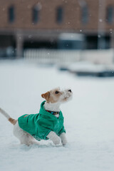 A Jack Russell terrier dog runs through the snow