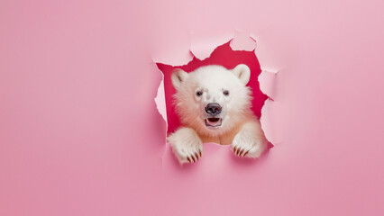 Fototapeta na wymiar A bear paw protruding through a torn pink background, humorously holding a grey box