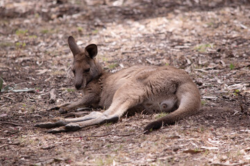 the kangaroo-Island Kangaroo has a light brown body with a white under belly. They also have black...