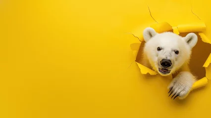 Fototapeten Endangered polar bear peeking through ripped yellow paper, highlighting wildlife conservation © Fxquadro