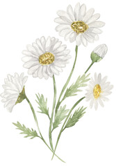 Fototapeta premium Watercolor meadow daisy florals bouquet illustration, chamomile wildflowers clipart, field flowers composition