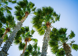 Palm tree against blue sky, tropical beach background - 757901893