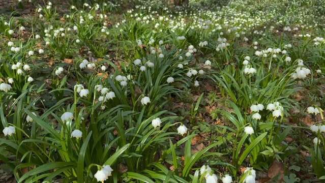 in the spring of the Carpathians the first flowers appear, delicate fragrant snowdrops, white flowers, primroses and crocuses, after the rain they are covered with drops of dew