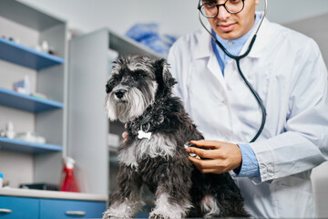 Veterinarian checking a domestic dog with stethoscope at the visit