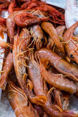 Details of fresh red shrimps market in rome 