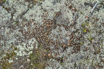 Elk or Moose, Alces alces, droppings in a forest of the highlands of Norway.