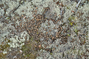 Elk or Moose, Alces alces, droppings in a forest of the highlands of Norway.