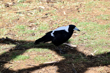 The magpie is a distinctive looking bird, with glossy black and brilliant white markings.