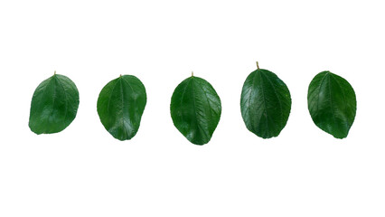 Five green herb leaf Isolated