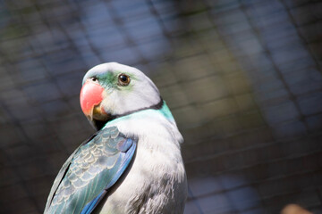 Fototapeta premium The Malabar parakeet, known also as the blue-winged parakeet, is a medium-sized parrot. 