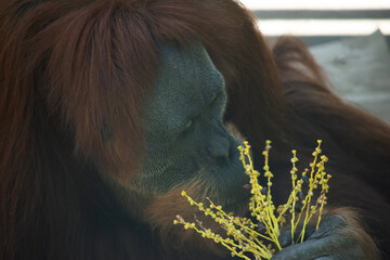 Orangutans are the largest arboreal mammal, spending most of their time in trees. Long, powerful...