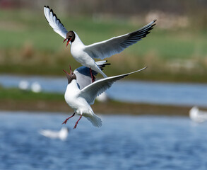 black headed gull in flight