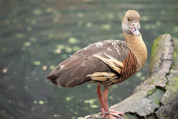 The plumed whistling duck's face and fore-neck are light, the crown and hind neck are pale brown and the brown feathers of the upper back are edged buff.
