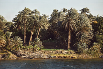 Palm trees along the river Nile. Nile cruise in Egypt. Natural environment. Tropical trees. Beautiful background - 757908018