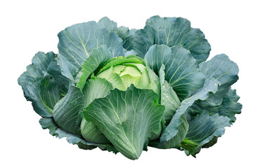 green cabbage head isolated on white background