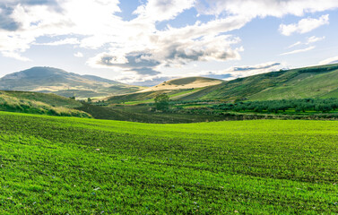 Fototapeta premium Scenic view at beautiful spring sunset in a green shiny field with green grass and golden sun rays, deep blue cloudy sky on a background , forest and country road, summer valley landscape