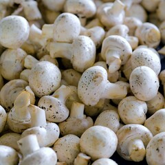 Edible cooking mushrooms that are freshly collected and display a range of sizes, shapes, and...