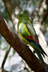 The female regent parrot is all light green. It has yellow shoulder patches and a narrow red band crosses the centre of the wings