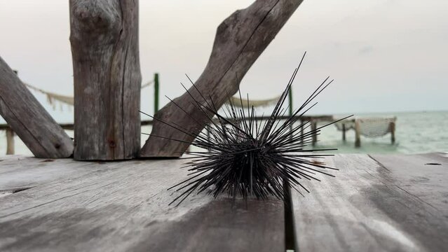 A sea urchin on a wooden board crawls towards sea